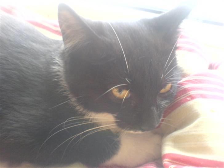 Huskat mulle billede 8