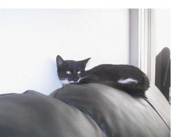 Huskat mulle - hejsa ( billede fra tidl. ejer billede 9