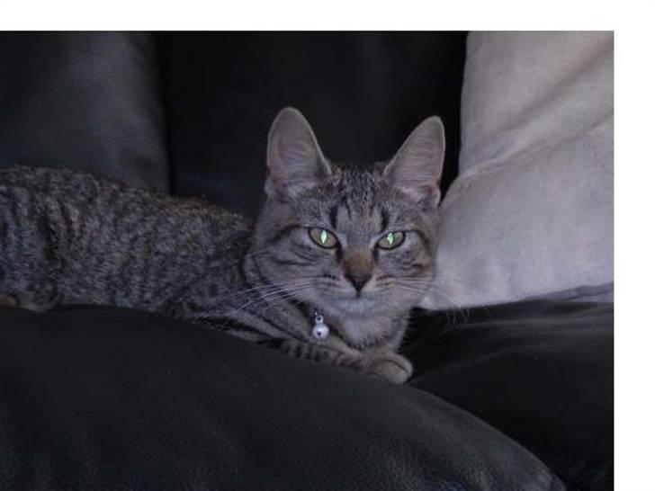 Huskat mille - hej jeg er mille ( billede fra tidl. ejer ) billede 1