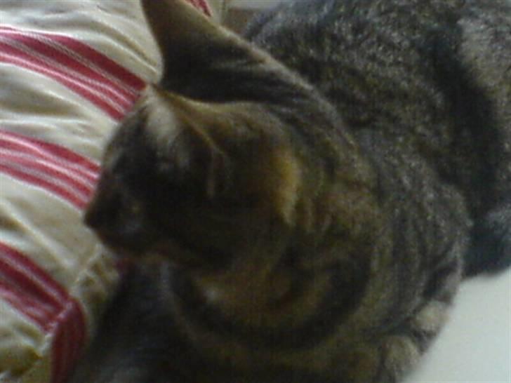 Huskat mille - hold fast jeg ligner min nye mors monse billede 2