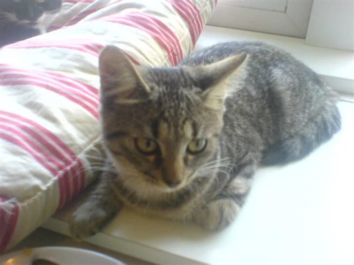 Huskat mille - men jeg er da sød ikk? billede 3