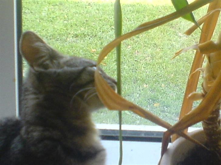 Huskat mille - gad vide hvad det er billede 4