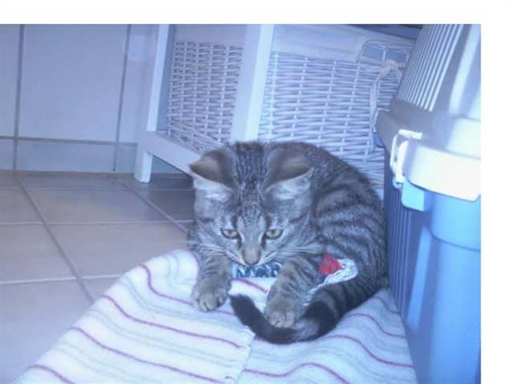 Huskat mille - billede fra tidl. ejer billede 5