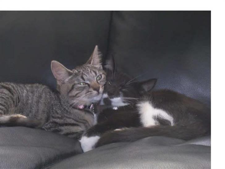 Huskat mille - billede fra tidl. ejer billede 6