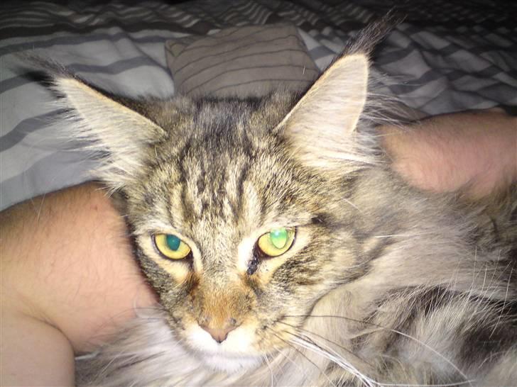 Maine Coon Olli billede 12