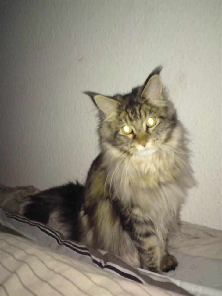 Maine Coon Olli billede 13
