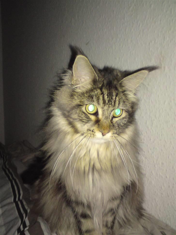 Maine Coon Olli billede 14