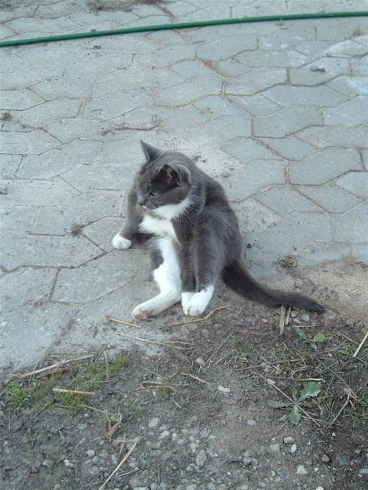 Huskat Nille billede 1