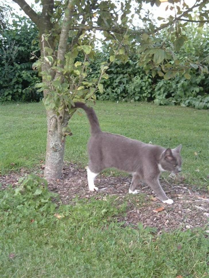 Huskat Nille billede 2