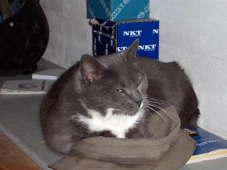 Huskat Nille billede 3