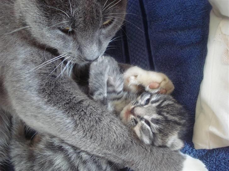 Huskat Nille billede 4