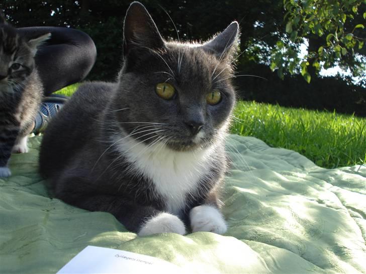 Huskat Nille billede 5