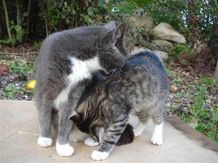 Huskat Nille billede 6