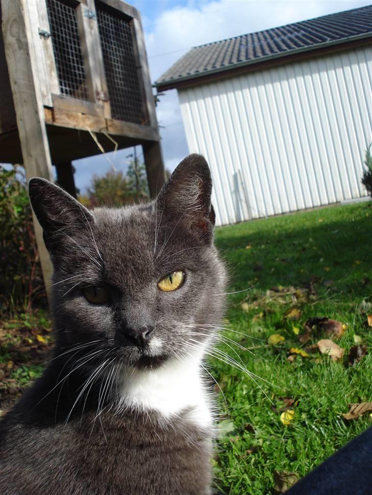 Huskat Nille billede 7