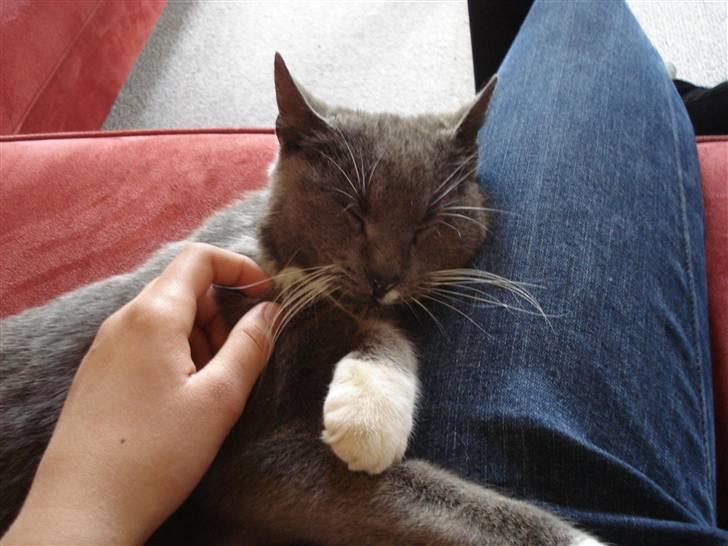 Huskat Nille billede 8