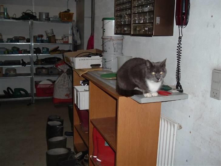 Huskat Nille billede 9