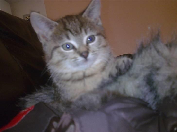 Huskat Koshka-Fået ny ejer :'( billede 1