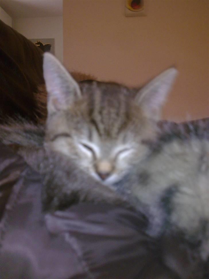 Huskat Koshka-Fået ny ejer :'( billede 2