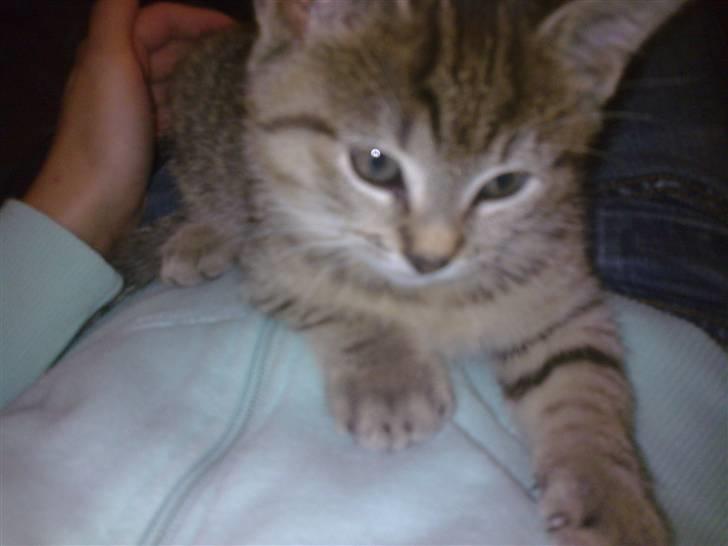 Huskat Koshka-Fået ny ejer :'( billede 3