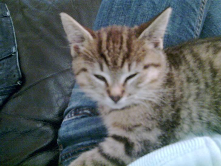 Huskat Koshka-Fået ny ejer :'( billede 4