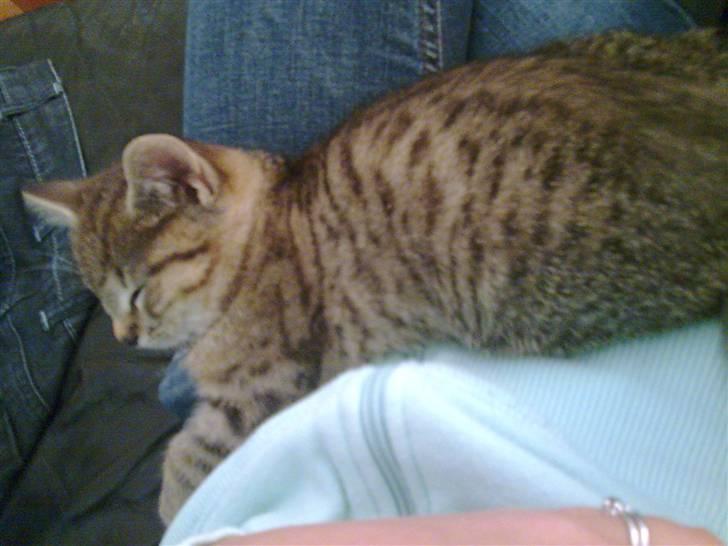 Huskat Koshka-Fået ny ejer :'( billede 5