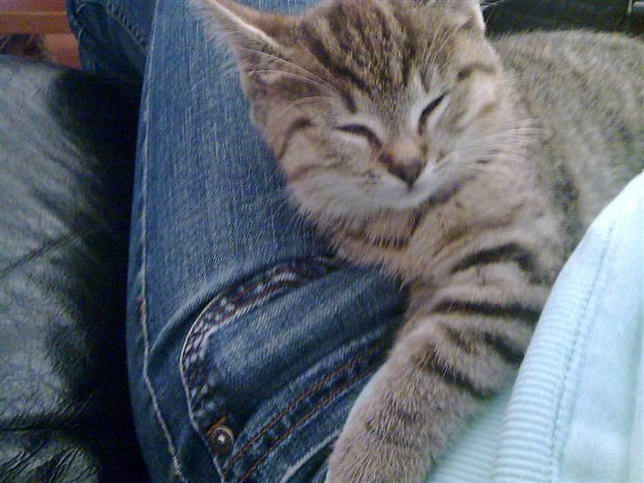 Huskat Koshka-Fået ny ejer :'( billede 6