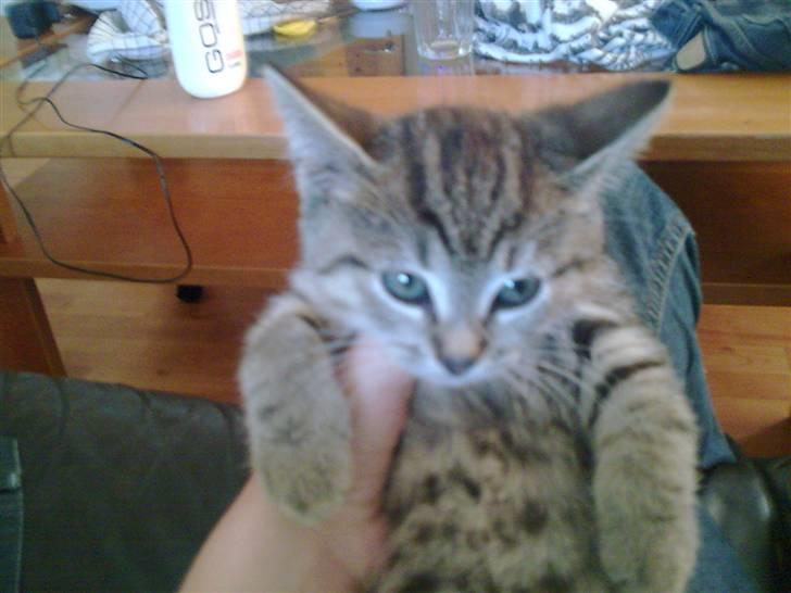 Huskat Koshka-Fået ny ejer :'( billede 7