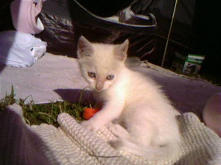 Blanding af racer Spirit<3 - Spirit som lille og sølle:`( billede 2