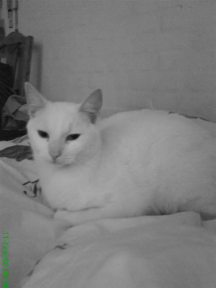 Blanding af racer Spirit<3 billede 3