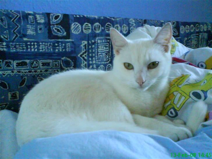 Blanding af racer Spirit<3 billede 4