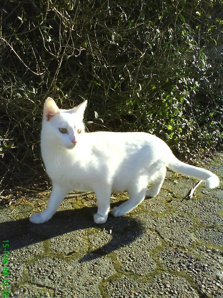 Blanding af racer Spirit<3 billede 5