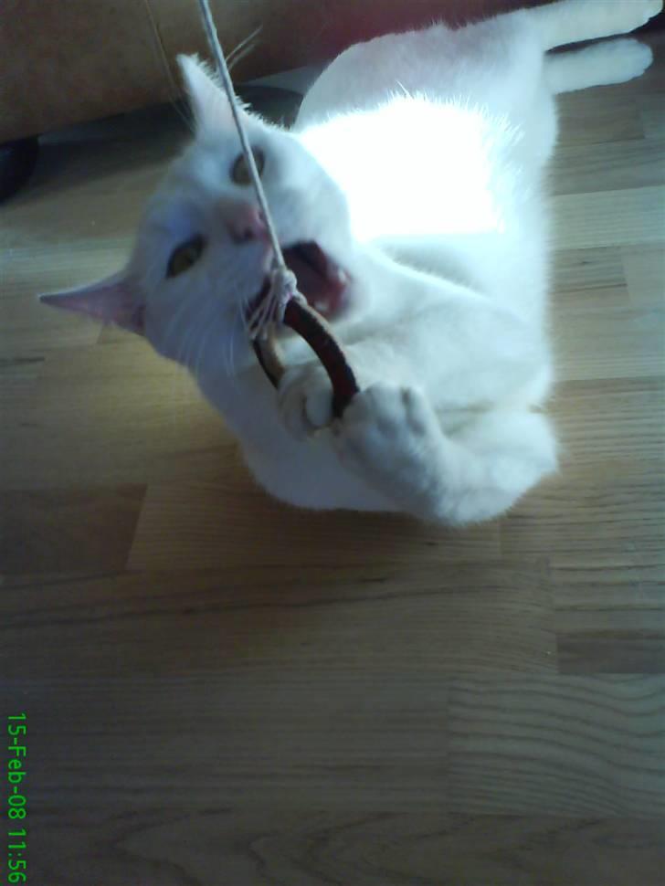 Blanding af racer Spirit<3 billede 6