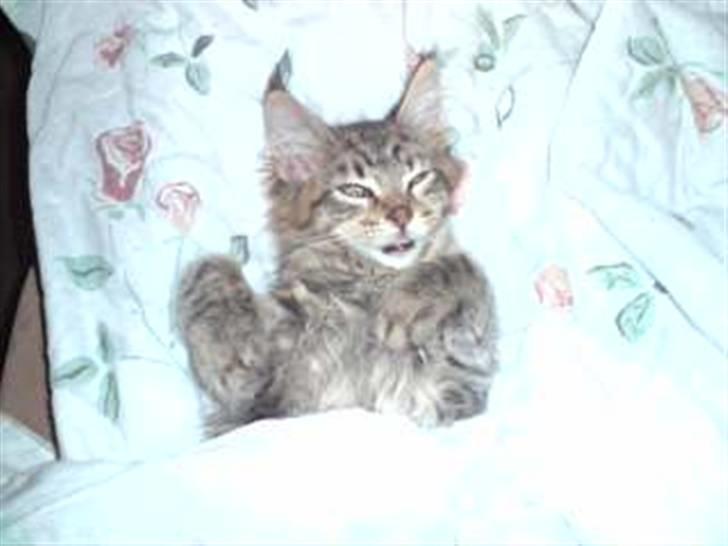 Maine Coon DK Skovlycoon Cassius R.I.P. - Cassius sover  billede 16