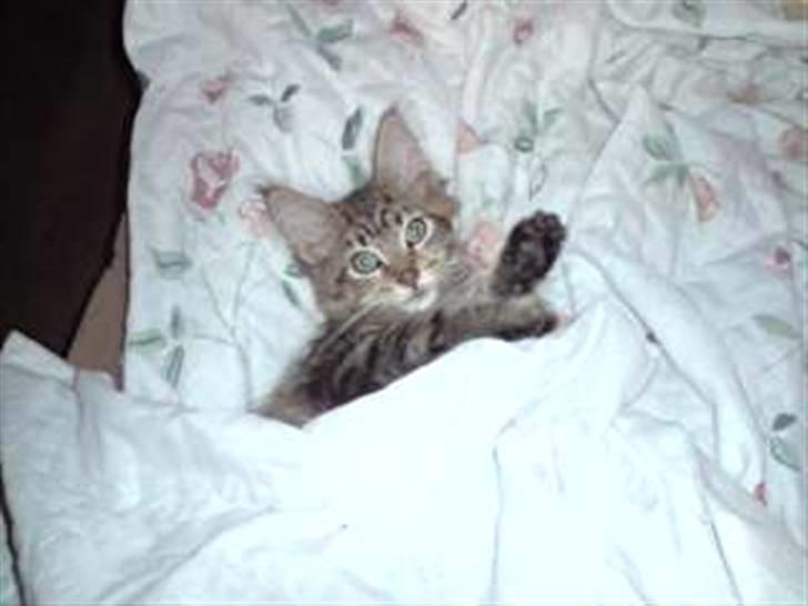 Maine Coon DK Skovlycoon Cassius R.I.P. - hov....tog du et billede da jeg sov??? billede 17