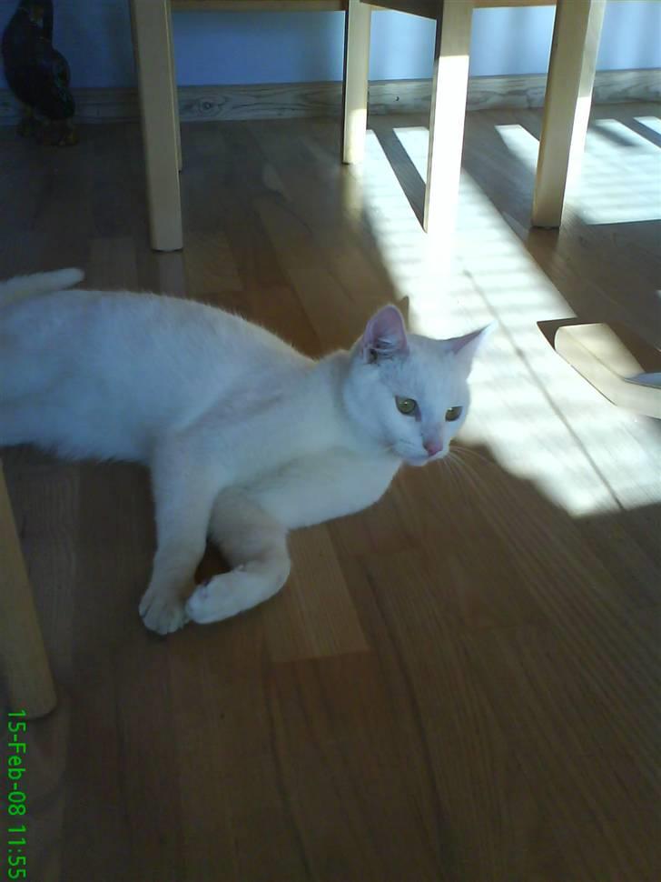 Blanding af racer Spirit<3 billede 7