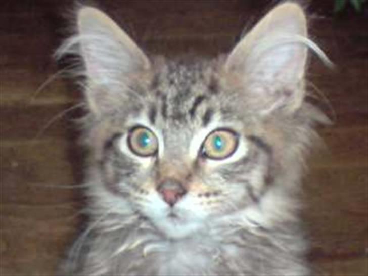 Maine Coon DK Skovlycoon Cassius R.I.P. - den smukke misser tæt på billede 18