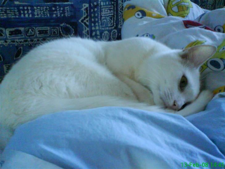 Blanding af racer Spirit<3 billede 8