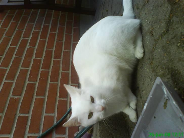 Blanding af racer Spirit<3 - ups vi vender forkert;/ billede 9