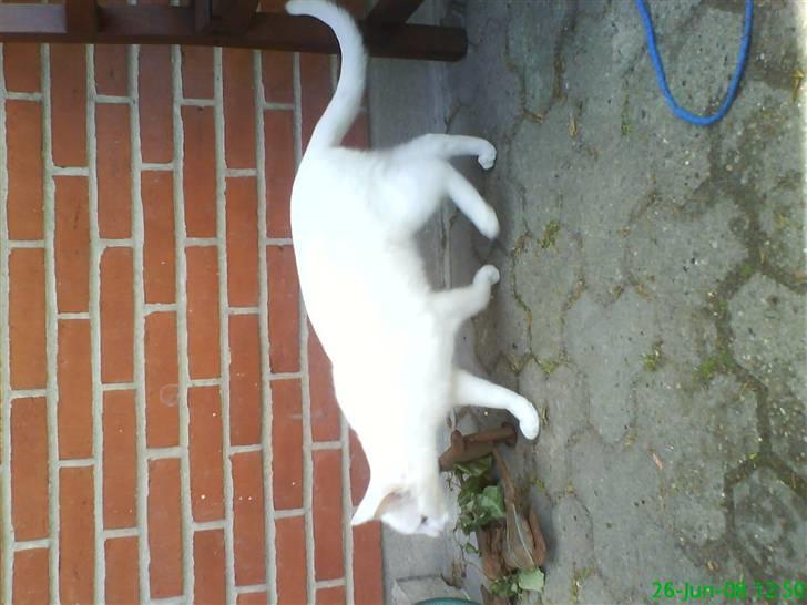 Blanding af racer Spirit<3 - ups vi vender forkert;/ billede 10