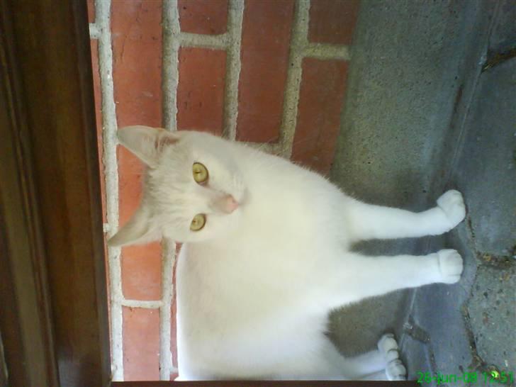 Blanding af racer Spirit<3 - ups vi vender forkert;/ billede 11