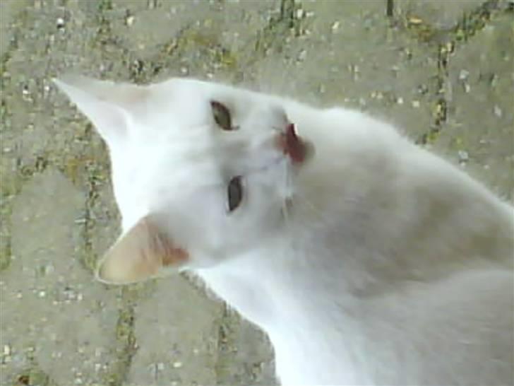 Blanding af racer Spirit<3 - ups vi vender forkert:/ billede 12