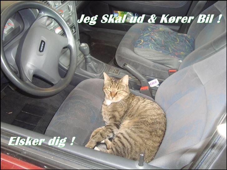 Huskat Elvis - R.I.P Sov godt billede 8