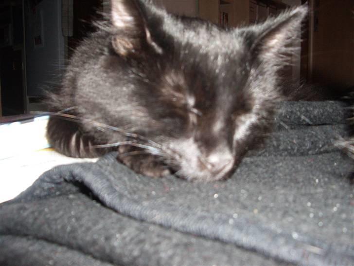 Blanding af racer Balou billede 16