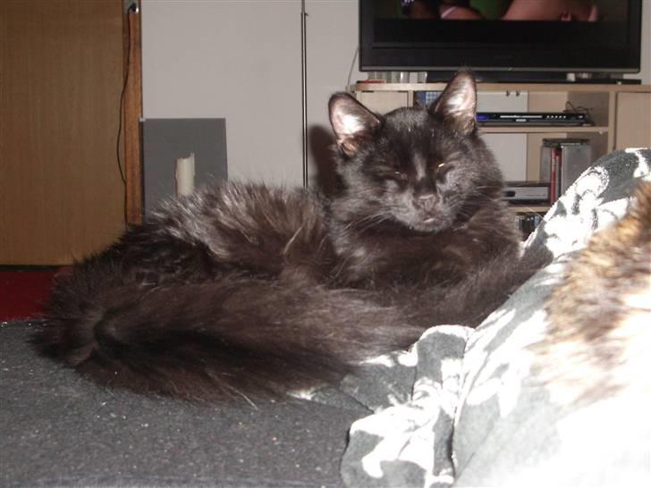 Blanding af racer Balou - se hans dejlige pjuskede hale... billede 17