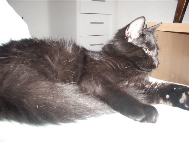 Blanding af racer Balou - her kan man ane hans white mist i pelsen.... :) billede 18