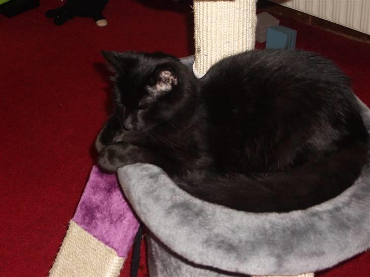 Blanding af racer Balou - han er flot... billede 19