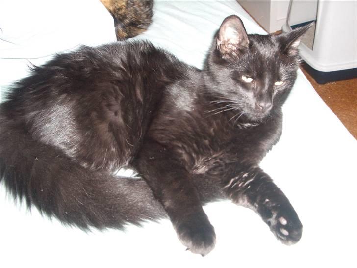 Blanding af racer Balou billede 20