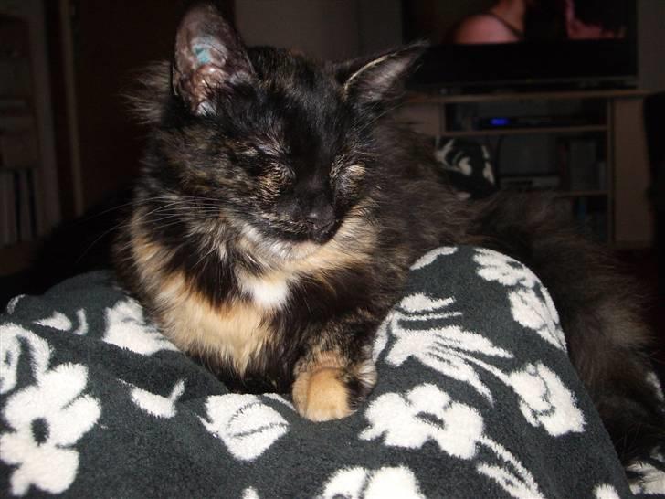 Blanding af racer Malou - hun er en rigtig putte-trold.... :) billede 7