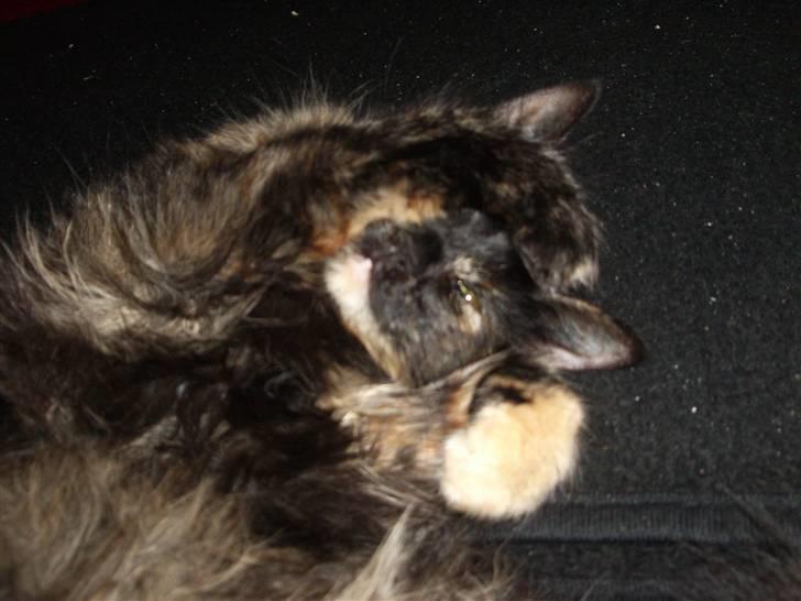 Blanding af racer Malou - det er da sødt at hun sådan holder en pote over sit ene øje.... NÅÅÅRH billede 8