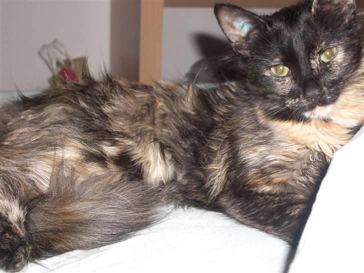 Blanding af racer Malou - hun er god til det der med at kigge lige ind i kameraet.... dejlig pels hun har billede 9